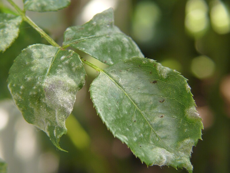 Прості регулярні дії вбережуть від борошнистої роси. Поради садівників Прості регулярні дії вбережуть від борошнистої роси. Поради садівників
