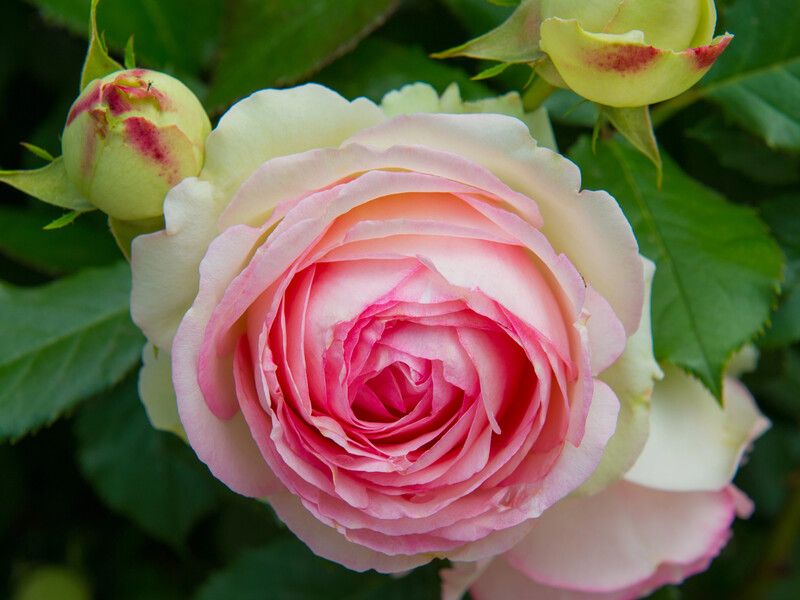 "Попелиця не нападає на мій сад – я не використовую жодної хімії". Досвід садівниці