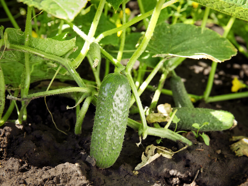 У липні розчиніть у воді цей аптечний препарат – і огірки збиратимете відрами. Рецепт підживлення