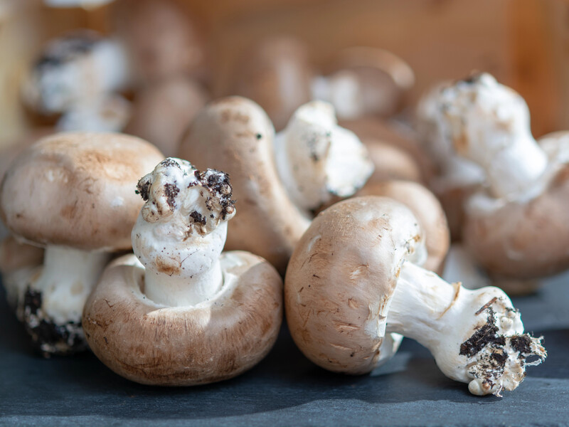 Гриби виростуть самі – що потрібно, щоб печериці плодоносили вдома