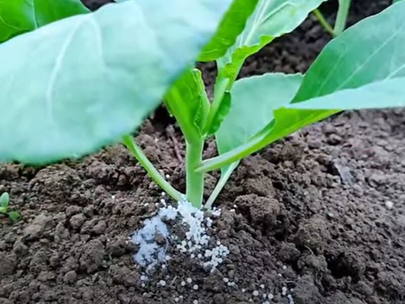 Досвідчені городники завжди кидають це під капусту, щоб головки були щільними. Головне – полити водою