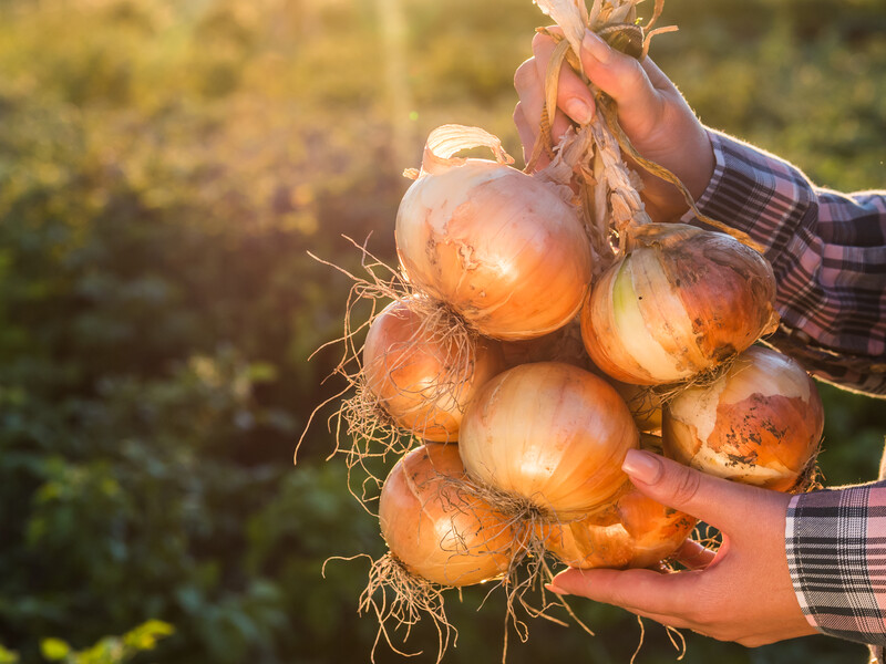 Цей розчин без хімії знищить цибулеву муху – і головки цибулі виростуть великими й рівними