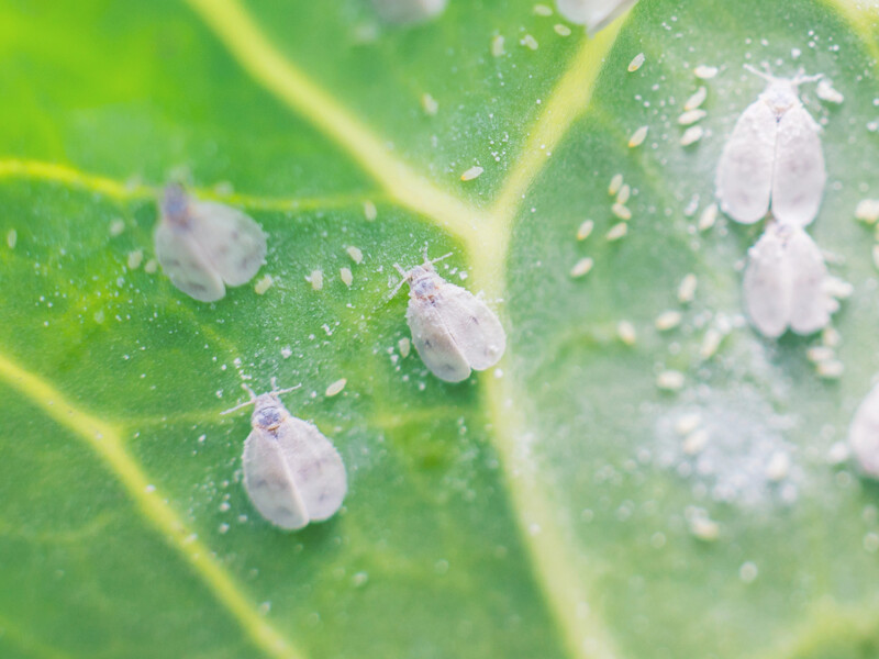 Усю білокрилку буде знищено. Ефективний і простий метод без хімікатів