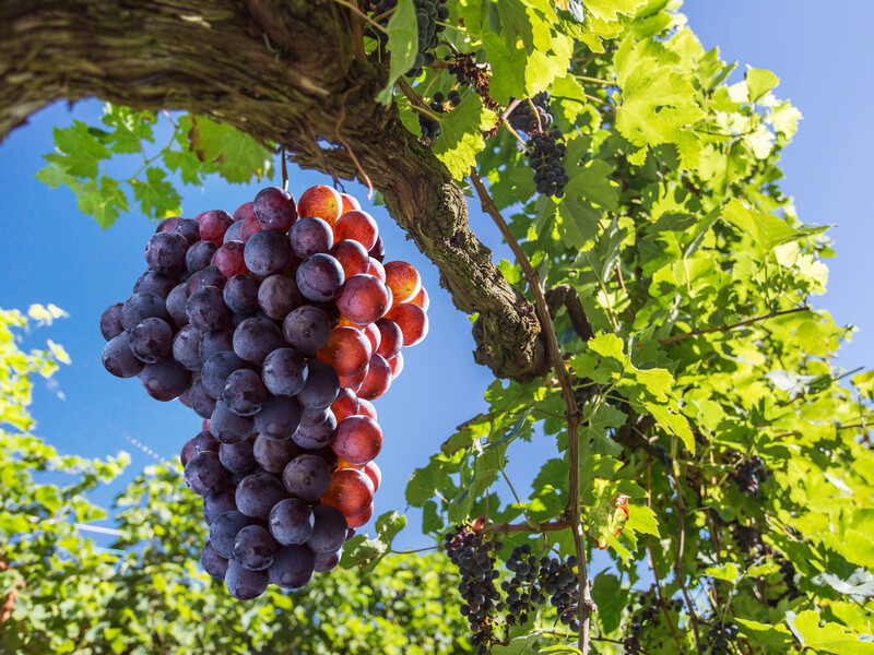Зріжте лозу саме так, щоб омолодити виноградник й отримати найкращий урожай
