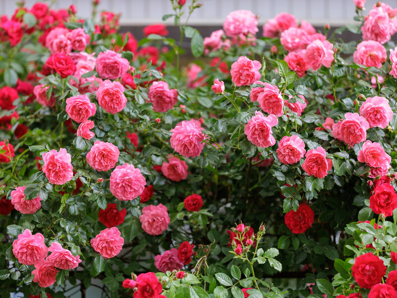 Якщо троянди погано квітнуть, зробіть це – і вони здивують красою. Перевірений спосіб