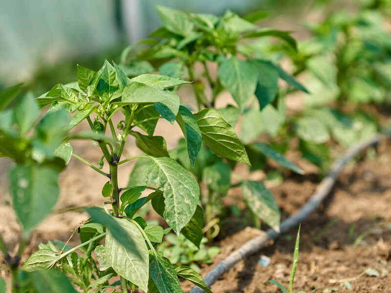 Якщо перець погано росте, додайте це – і його буде дуже багато. Перевірений спосіб