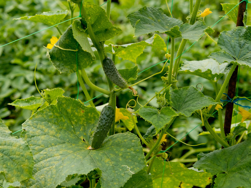 Не припустіться цієї помилки у спеку, бо втратите урожай огірків. Порада досвідченого городника