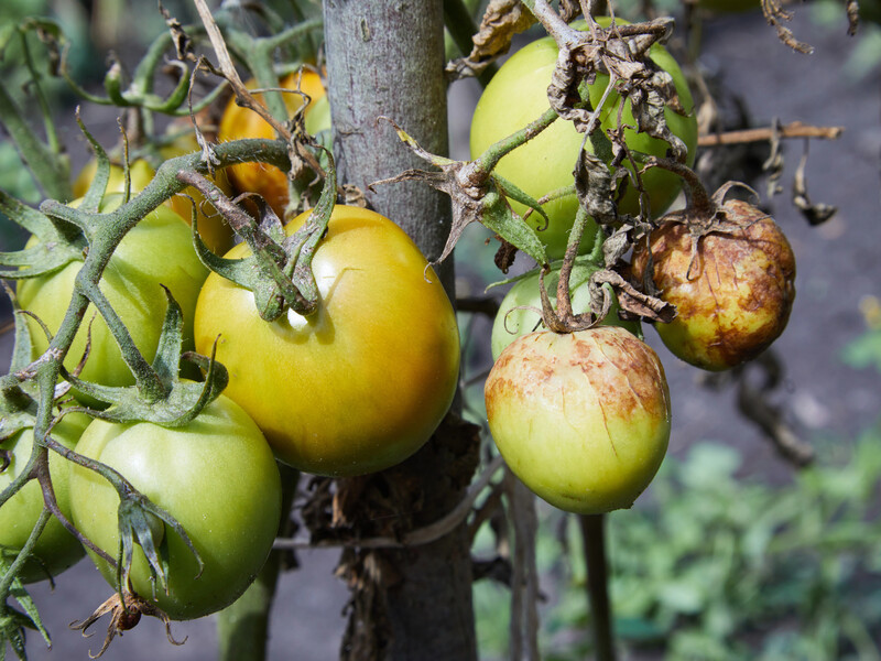 Після дощів переконайтеся, щоб на томатах не було цих плям. Городники назвали симптоми фітофтори