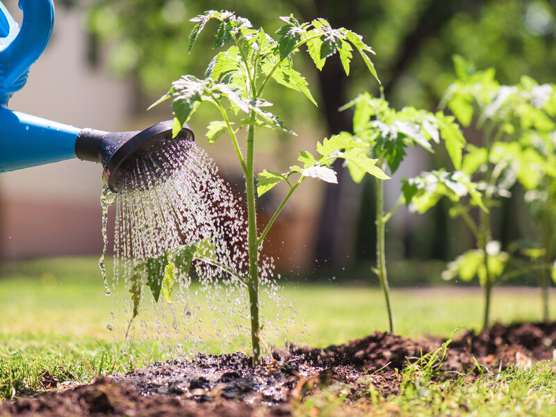 Коріння засвоїть поживні речовини. Досвідчені городники пояснили, якою має бути вода для поливу