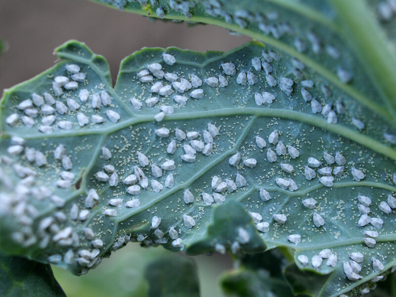 Білокрилки на капусті не залишиться після цього оброблення. Городниця назвала ефективний інсектицид