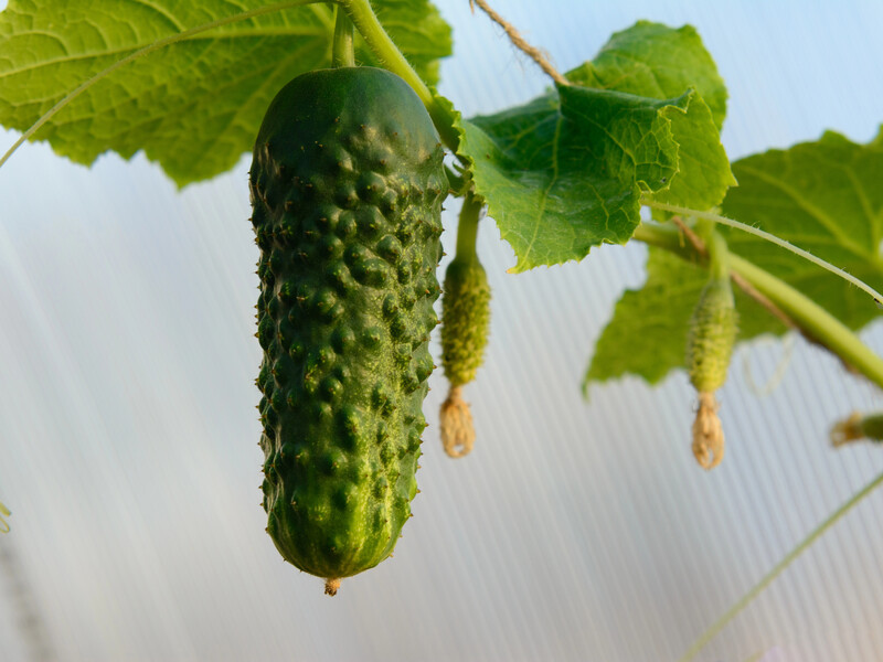 Досвідчені городники врятували огірки від фітофтори завдяки цьому аптечному препарату. Рецепт розчину