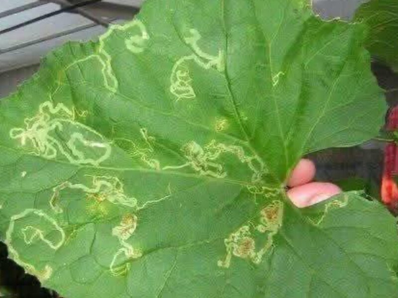На огірках з'явилися дивні візерунки? Це може бути небезпечна шкідниця