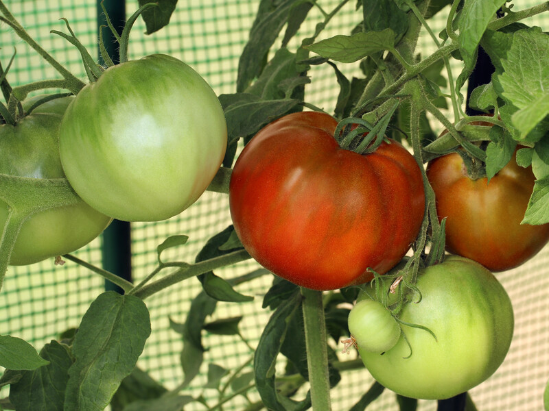Помідори ростуть у теплиці? Зробіть це – й забудете про перегрів і пустоцвіт
