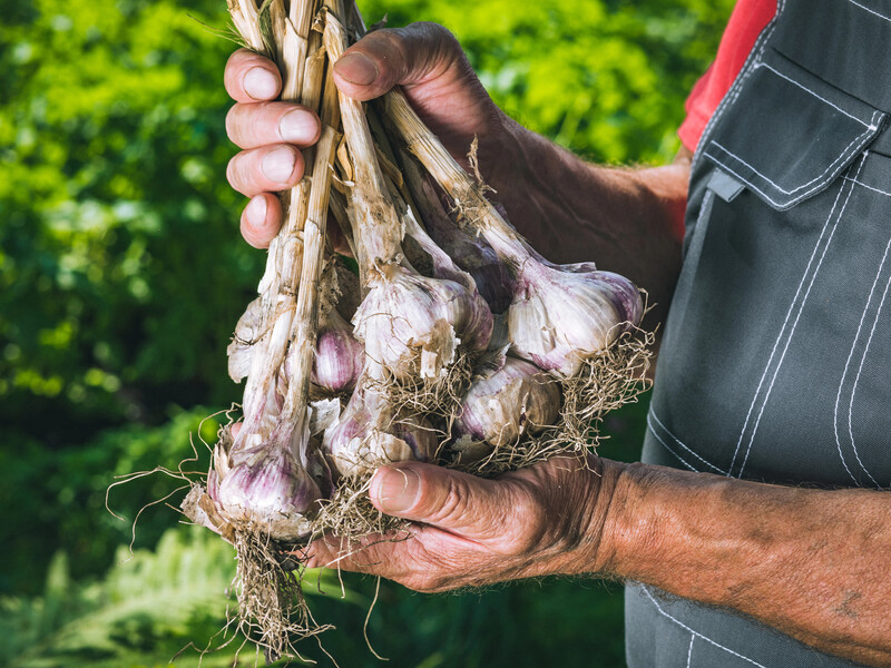 Якщо стрілка озимого часнику стала такою – це знак: його час викопувати