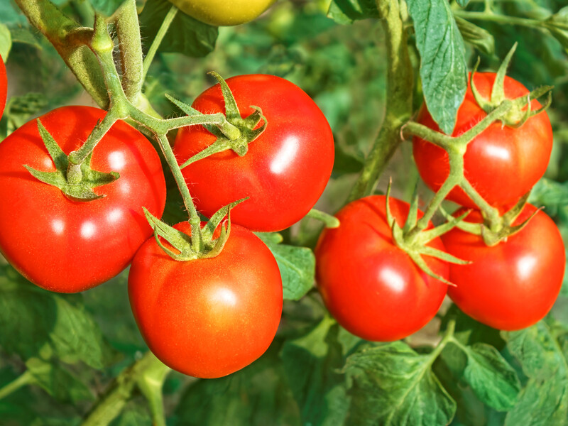 Зробіть це з помідорами – і за сім днів результат вас здивує. Перевірений спосіб