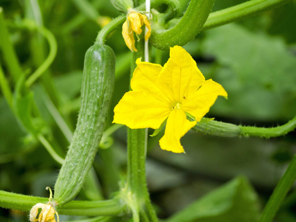 "Починають квітнути огірки – біжу в аптеку за цим засобом". Підживлення для зав'язі