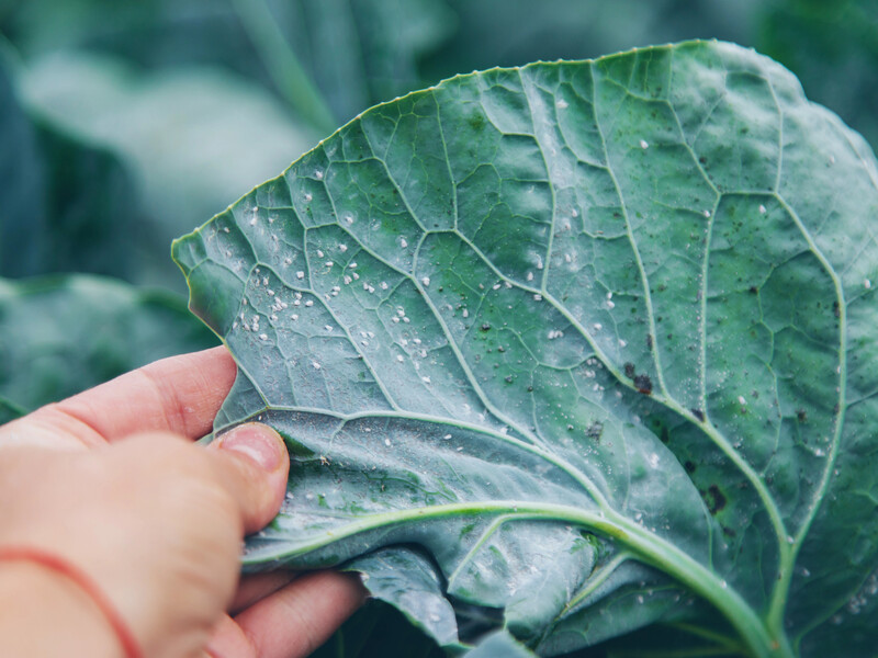 Названо найефективніший хімічний засіб від білокрилки. Діє на 100%