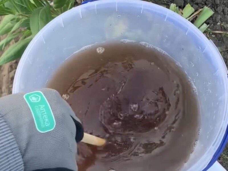 Колорадський жук дасть картоплі спокій після цього оброблення. Головне – дочекатися потрібної погоди