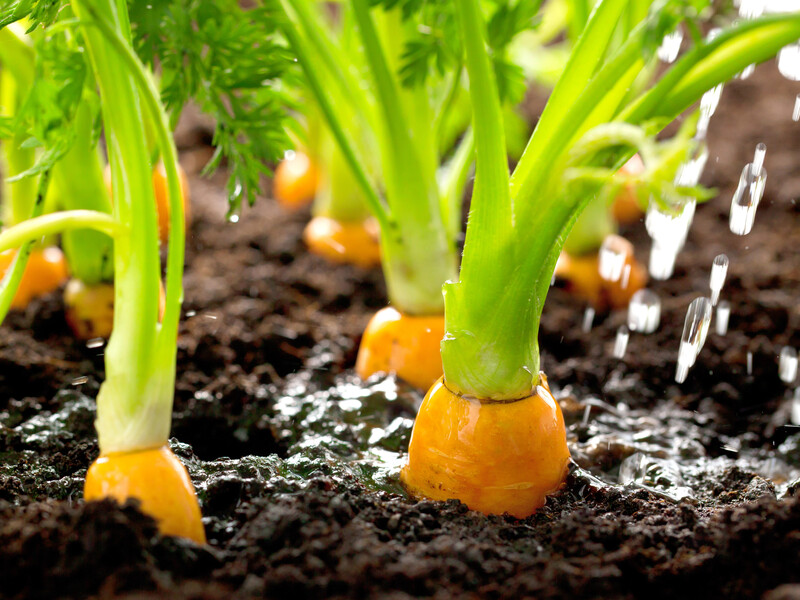 Після 20 червня обов'язково полийте цим моркву – і вона без усякої хімії здивує щедрим і солодким урожаєм