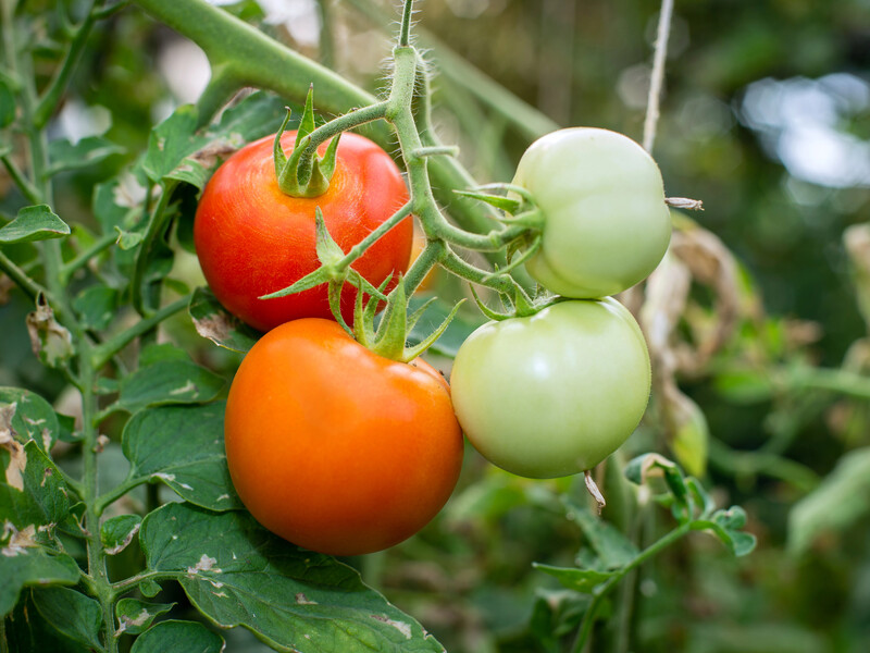 Томати потребують цього зараз. Названо універсальну речовину для живлення й проти вершинної гнилі