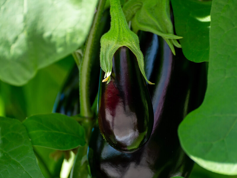 Хочете баклажани без гіркоти? Полийте добривом без хімії – і дивіться, як наливаються