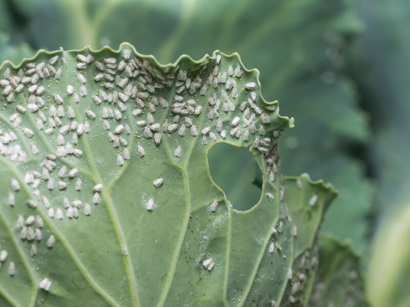 Білокрилка більше ніколи не злетить, якщо сяде на ці смужки. Просто розмістіть їх поряд із капустою
