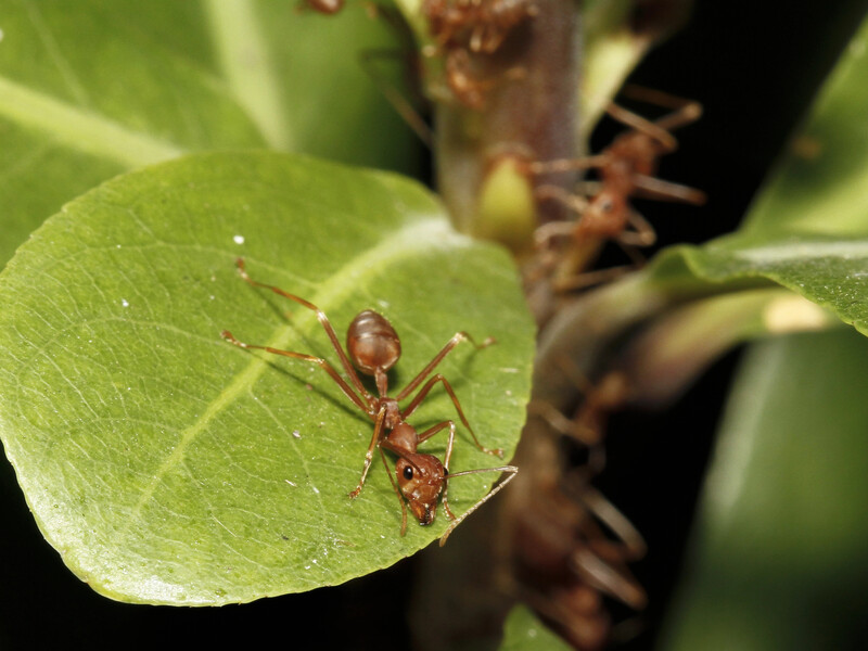Якщо це є в вашому саду – мурахи з нього не підуть. Що знищить усю колонію разом з маткою