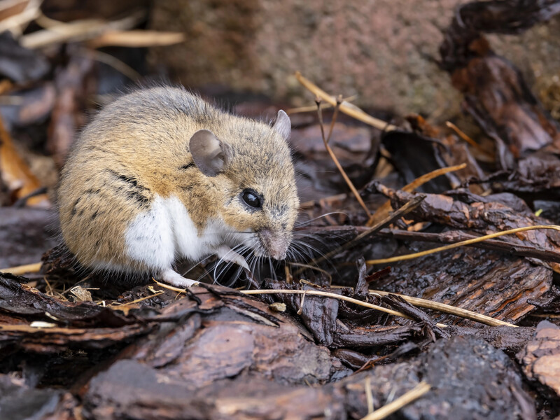 Гризуни руйнують усе на городі? Цей безоплатний спосіб не дасть їм шансу вижити