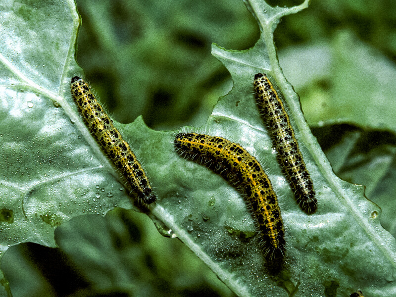 Названо інсектицид проти всього, що знищує капусту: молі, совки, білянки