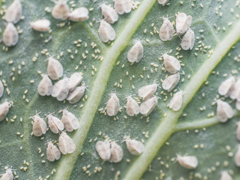 Білокрилка зникне завдяки перевіреному методу без хімії. Просто залийте це водою