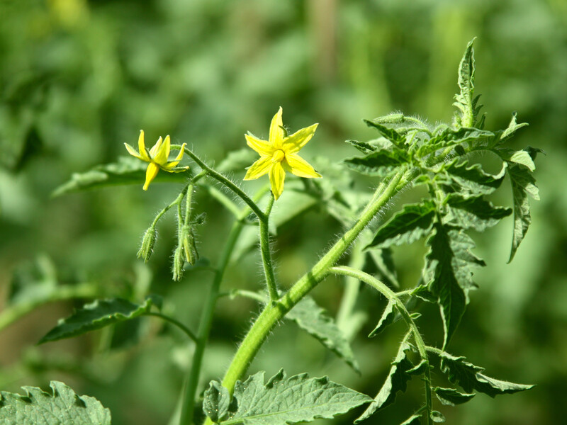 Досвідчена городниця завжди збирає томати відрами завдяки цій хитрості. Головне – не згаяти час
