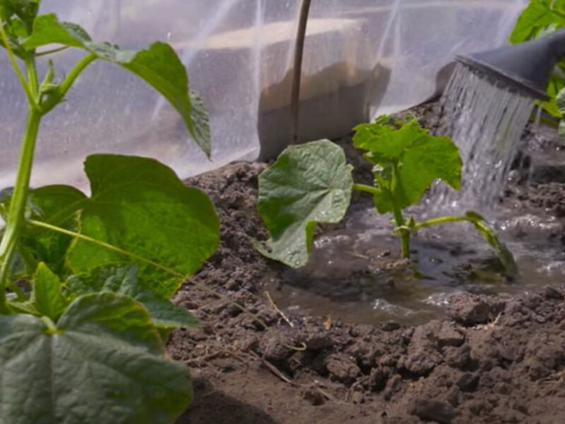 Досвідчені городники завдяки цій хитрості завжди збирають щедрий урожай огірків без хімії та підживлень