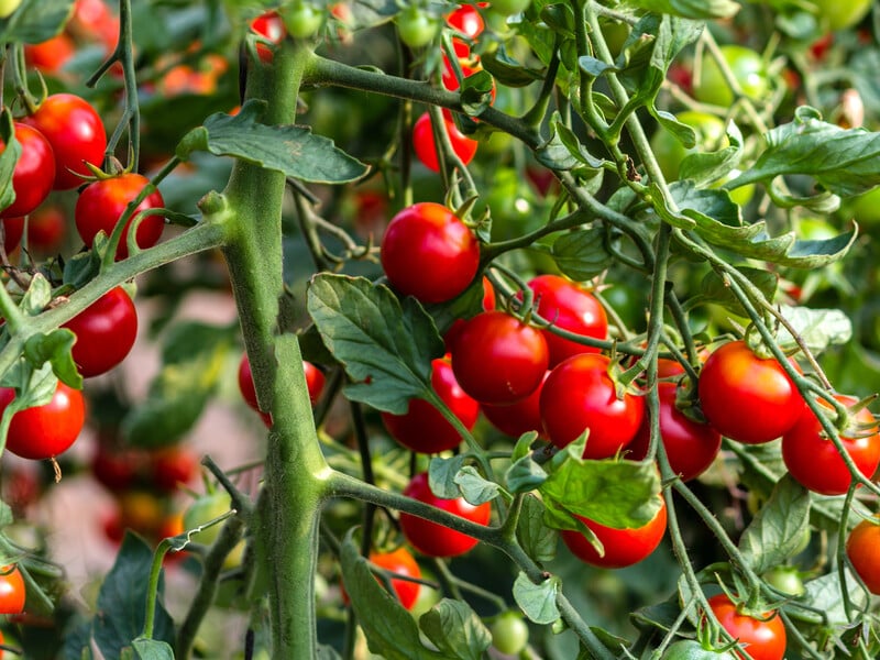 Якщо квіти на помідорах в'януть і немає зав'язей, негайно зробіть це – й отримаєте великий урожай