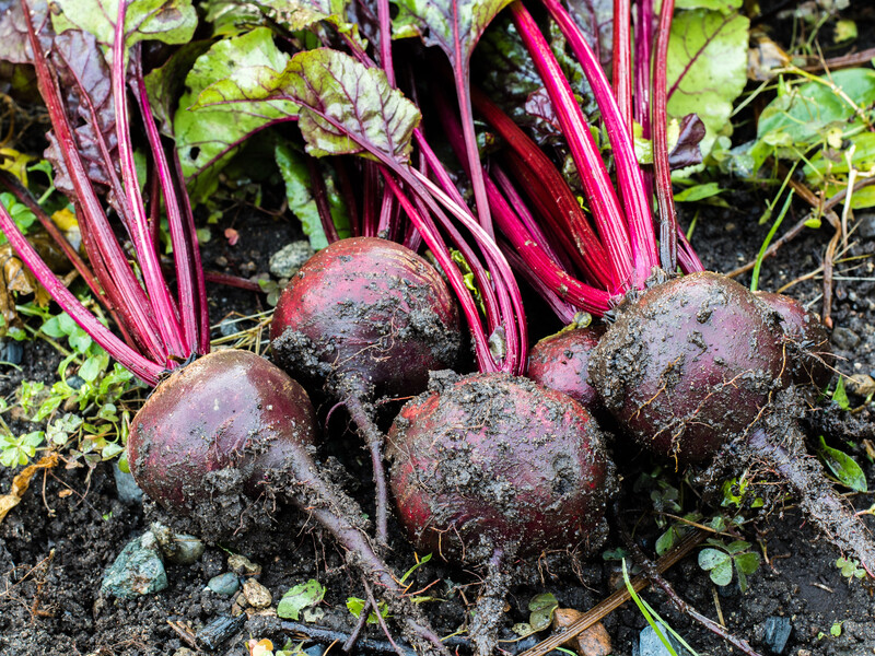 Буряк виросте солодким і соковитим після цього підживлення у червні. Рецепт розчину без будь-якої хімії Буряк виросте солодким і соковитим після цього підживлення у червні. Рецепт розчину без будь-якої хімії