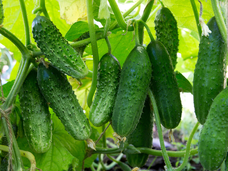 Якщо огірки не плодоносять, зробіть це – і врожай буде неймовірно великим. Перевірений спосіб