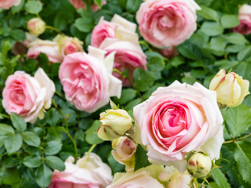 Ваші троянди квітнутимуть двічі за сезон завдяки цьому. Британський садівник розкрив секрет