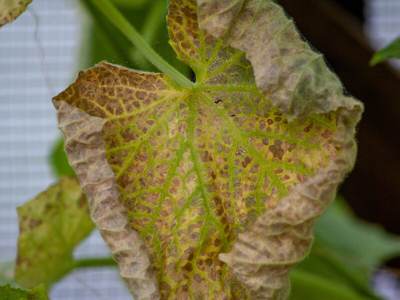 Жовтіє листя огірків? Дізнайтеся, яка з п'яти причин актуальна для вашого випадку