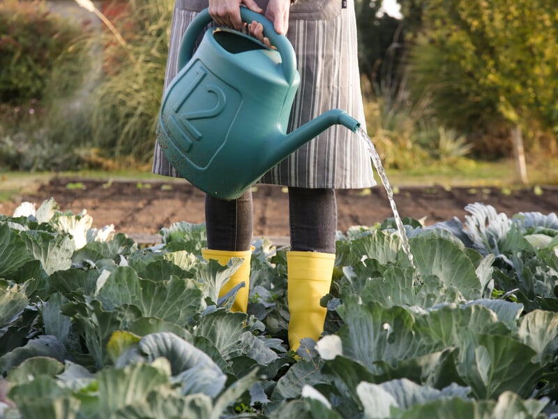 Розчиніть це у воді – і качани без жодної хімії виростуть великими й тугими. Рецепт підживлення капусти