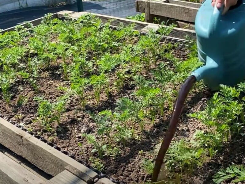 У червні полийте цим моркву – і восени зберете щедрий урожай великих і солодких коренеплодів У червні полийте цим моркву – і восени зберете щедрий урожай великих і солодких коренеплодів