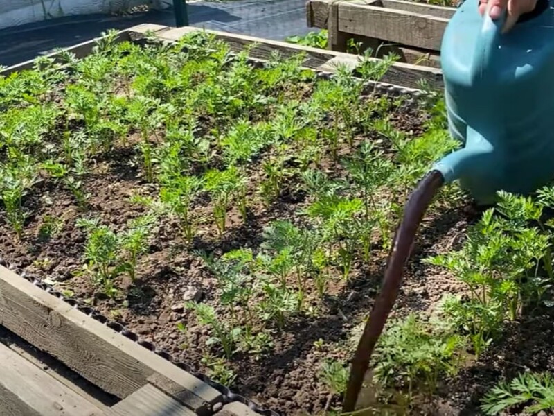 У червні полийте моркву цим підживленням – і восени зберете щедрий урожай великих і солодких коренеплодів