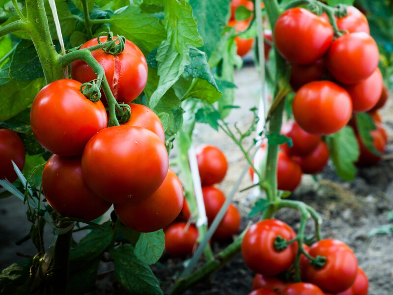 Просто обробіть цим помідори – і їх уродить неймовірно багато. Найефективніший метод