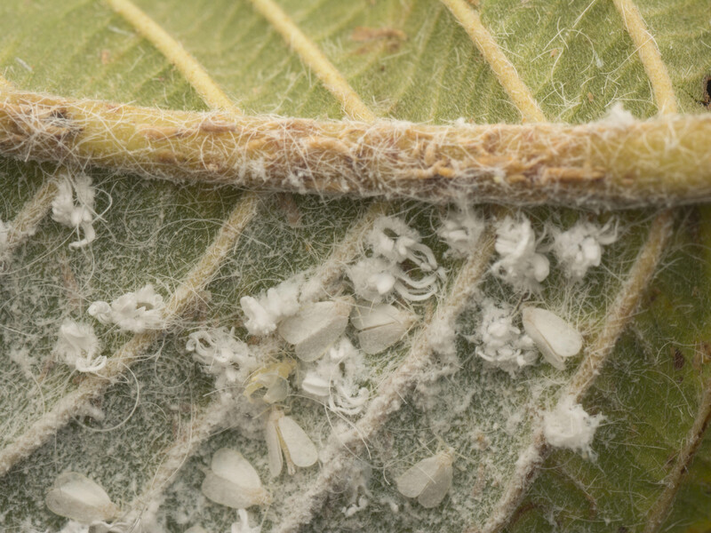 Цей засіб знищить білокрилку на вашому городі. Названо простий інгредієнт без хімії