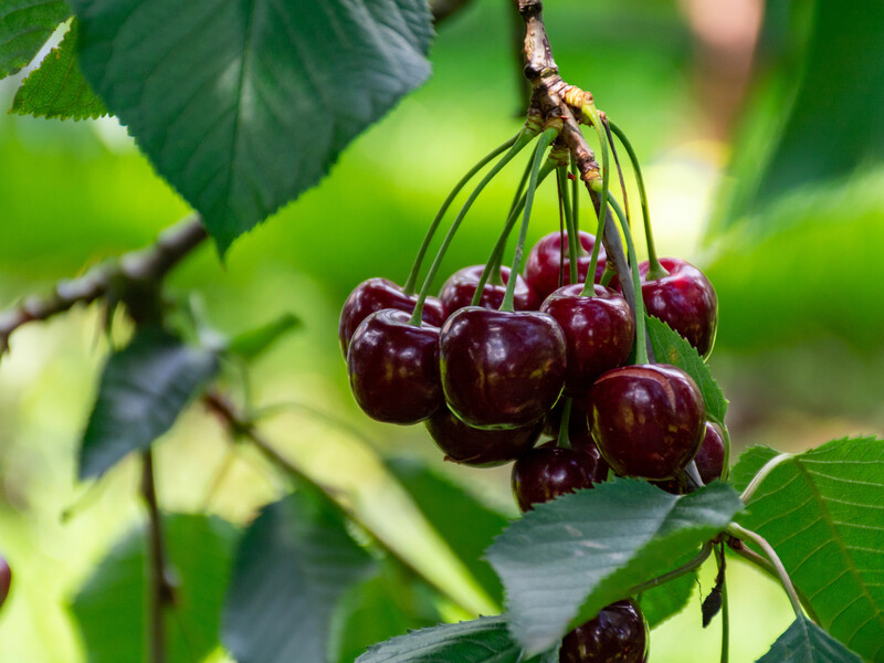 Цей метод гарантовано відлякає птахів від черешні. Досвідчений садівник розповів про робочу схему
