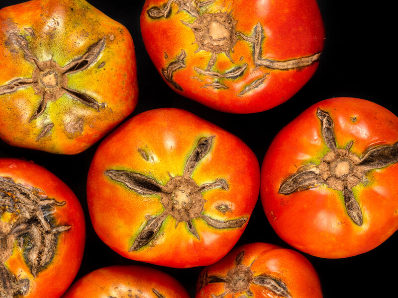 Щоб не втратити урожай томатів, завчасно полийте кущі цим розчином