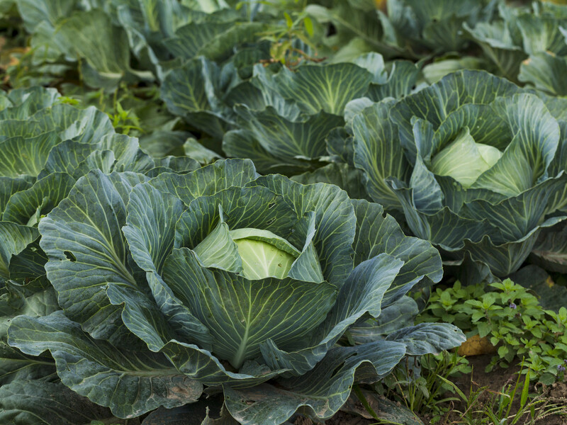 Уже за 20 хвилин після цього оброблення вся капустяна міль впаде як мертва. Рецепт розчину