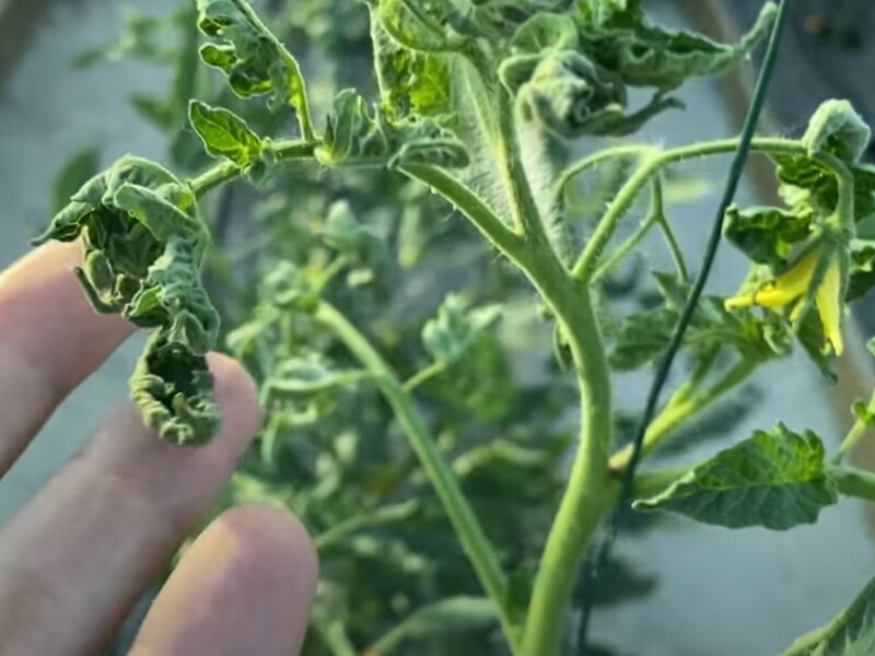 Цей препарат урятує врожай, якщо в томатів почало скручуватися листя. Головне – встигнути обробити