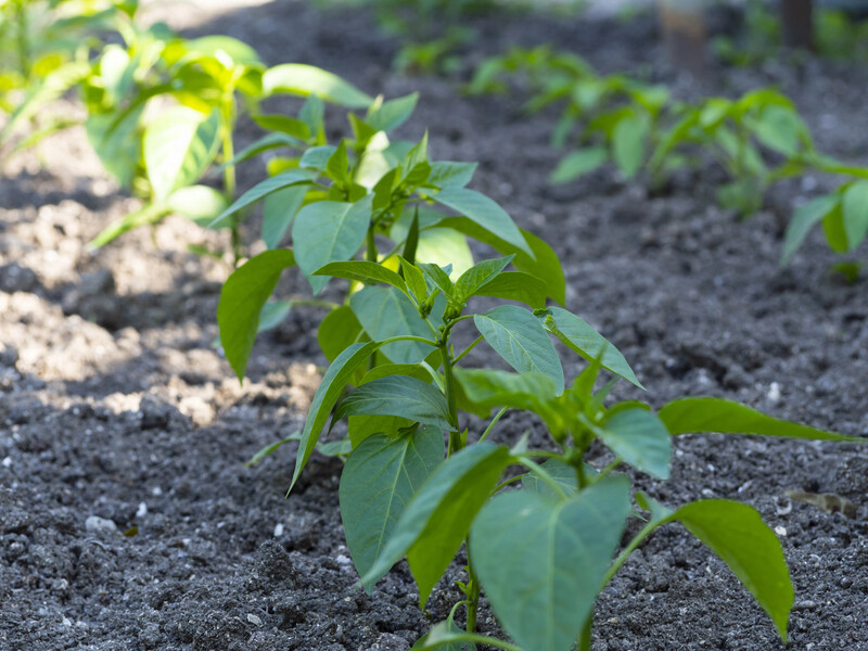 Якщо перець погано росте, просто зробіть це – і урожай буде неймовірним. Перевірений метод