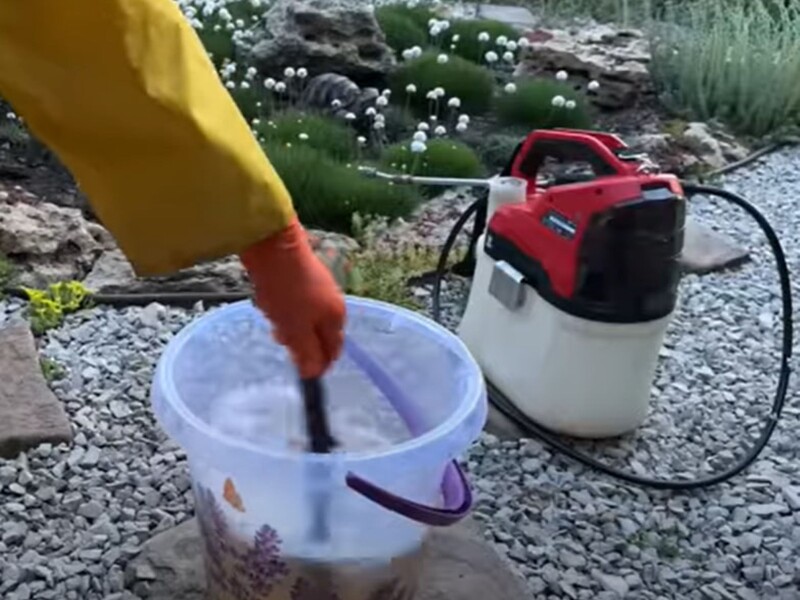 Білокрилка ніколи не з'явиться на городі завдяки цьому простому методу, який ще не підводив