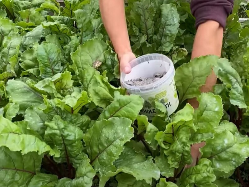 Досвідчені городники завдяки цьому завжди збирають щедрий урожай солодких буряків без жодної хімії