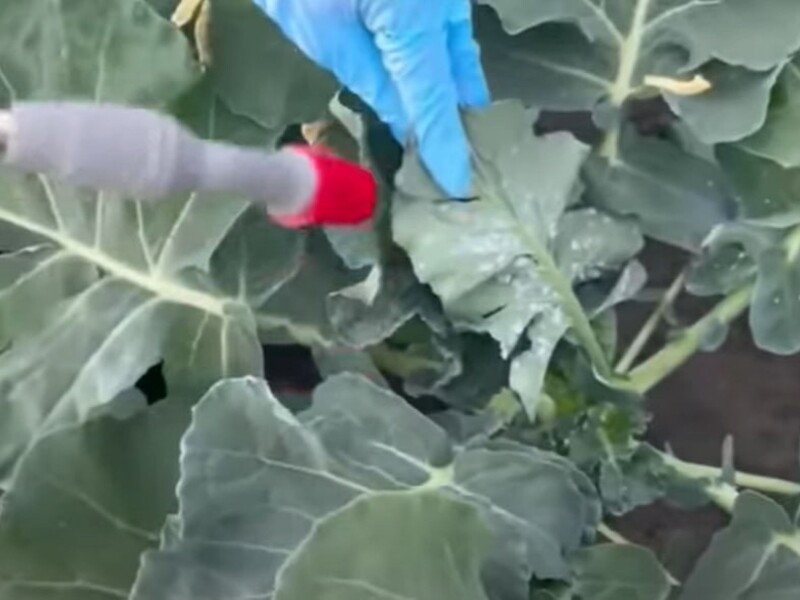 Білокрилка попадає як мертва після цього оброблення пізно ввечері. Рецепт розчину, який не підведе